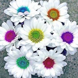 Meet your Posher, CA Daisy 🌼